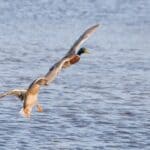 Mississippi wildlife agency explains that not all waterfowl migrate c3f9419d0794d914ccdd3c32