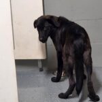 Pup Found Running Around Cottonwood Court cb7c7be5b63df6f8a99a9f2d