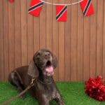 Louc highlighted in Oxford Veterinary Clinic puppy spotlight d171ee7db67f8bd17703a175