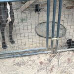 Investigator follows up on report involving dog in Prentiss County da6590b035e026a831cea448